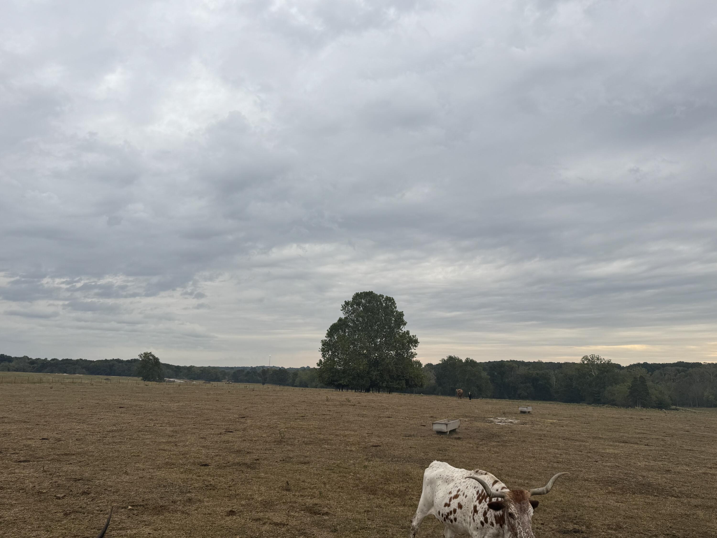 Photo 21 - Land for sale – 000 S 70th Road  Bolivar, MO