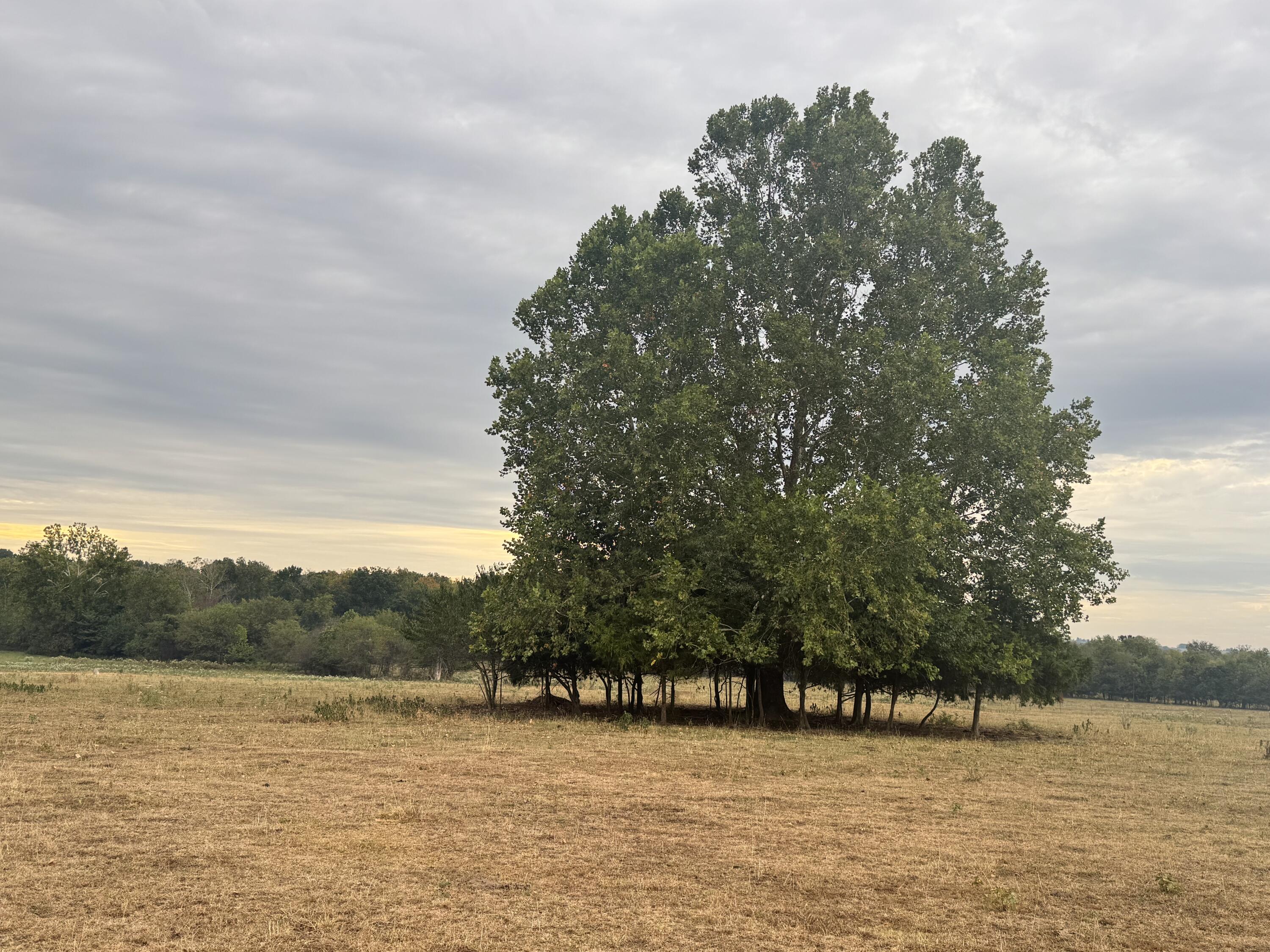 Photo 17 - Land for sale – 000 S 70th Road  Bolivar, MO