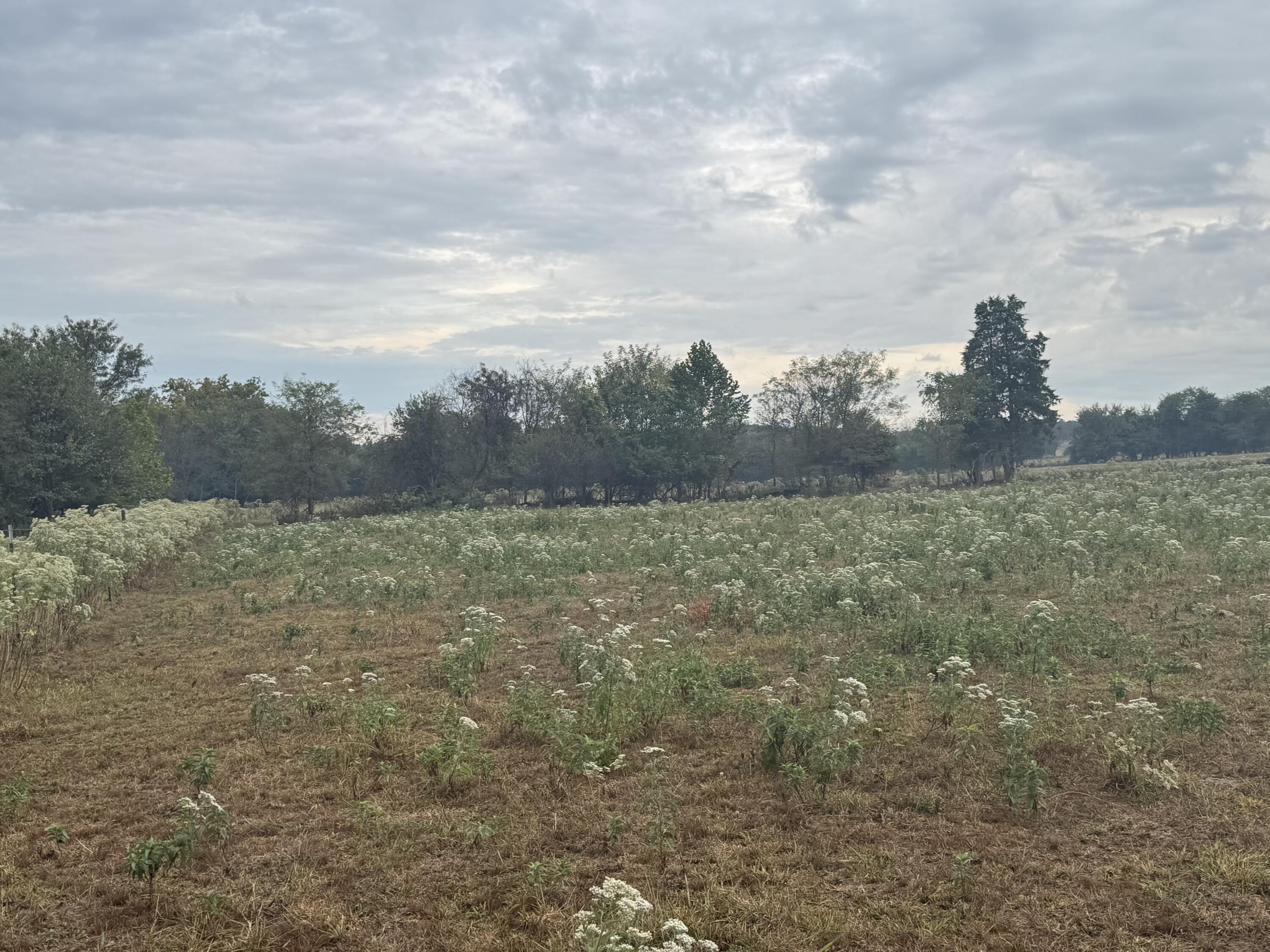 Photo 9 - Land for sale – 000 S 70th Road  Bolivar, MO