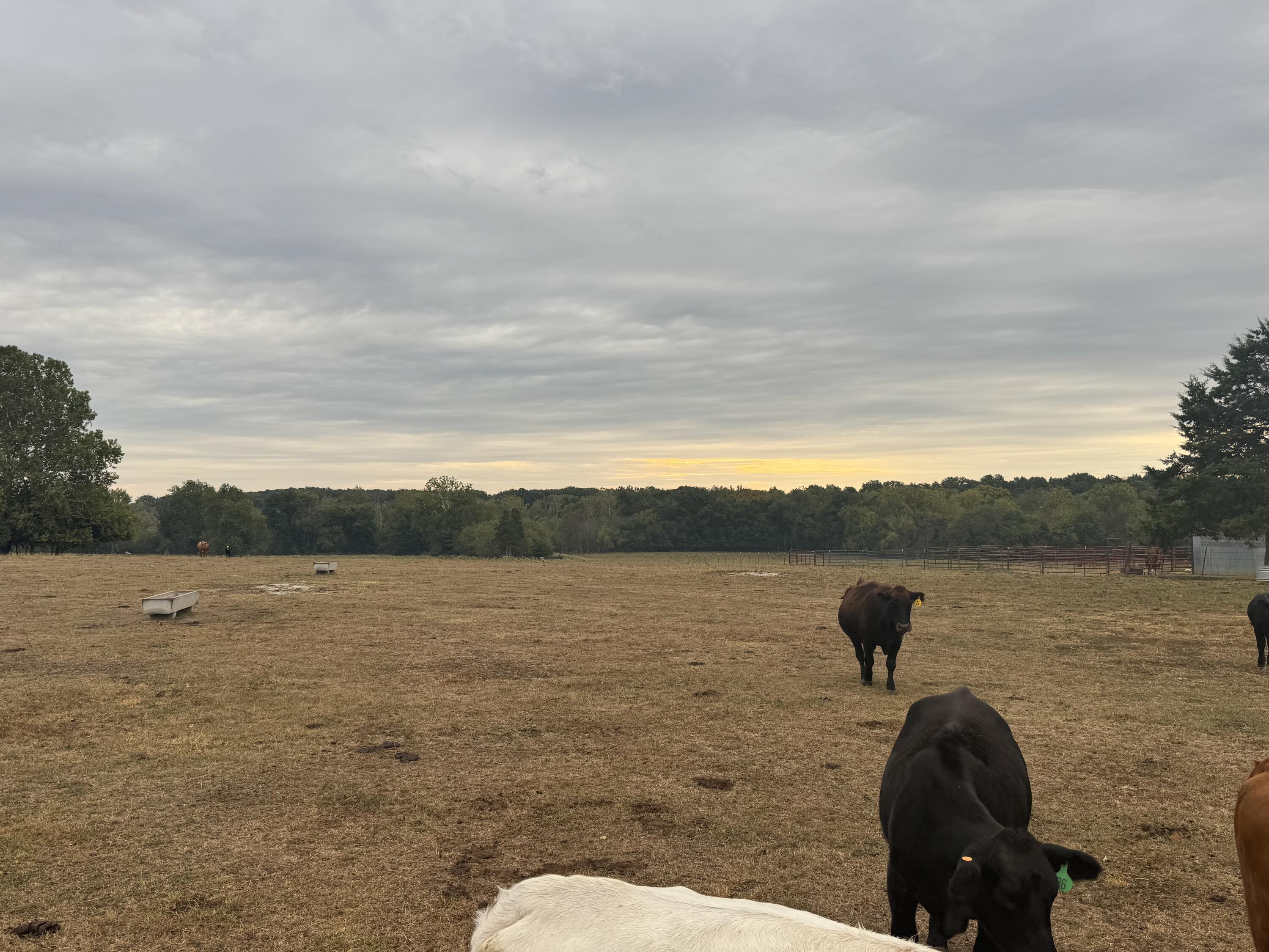 Photo 20 - Land for sale – 000 S 70th Road  Bolivar, MO
