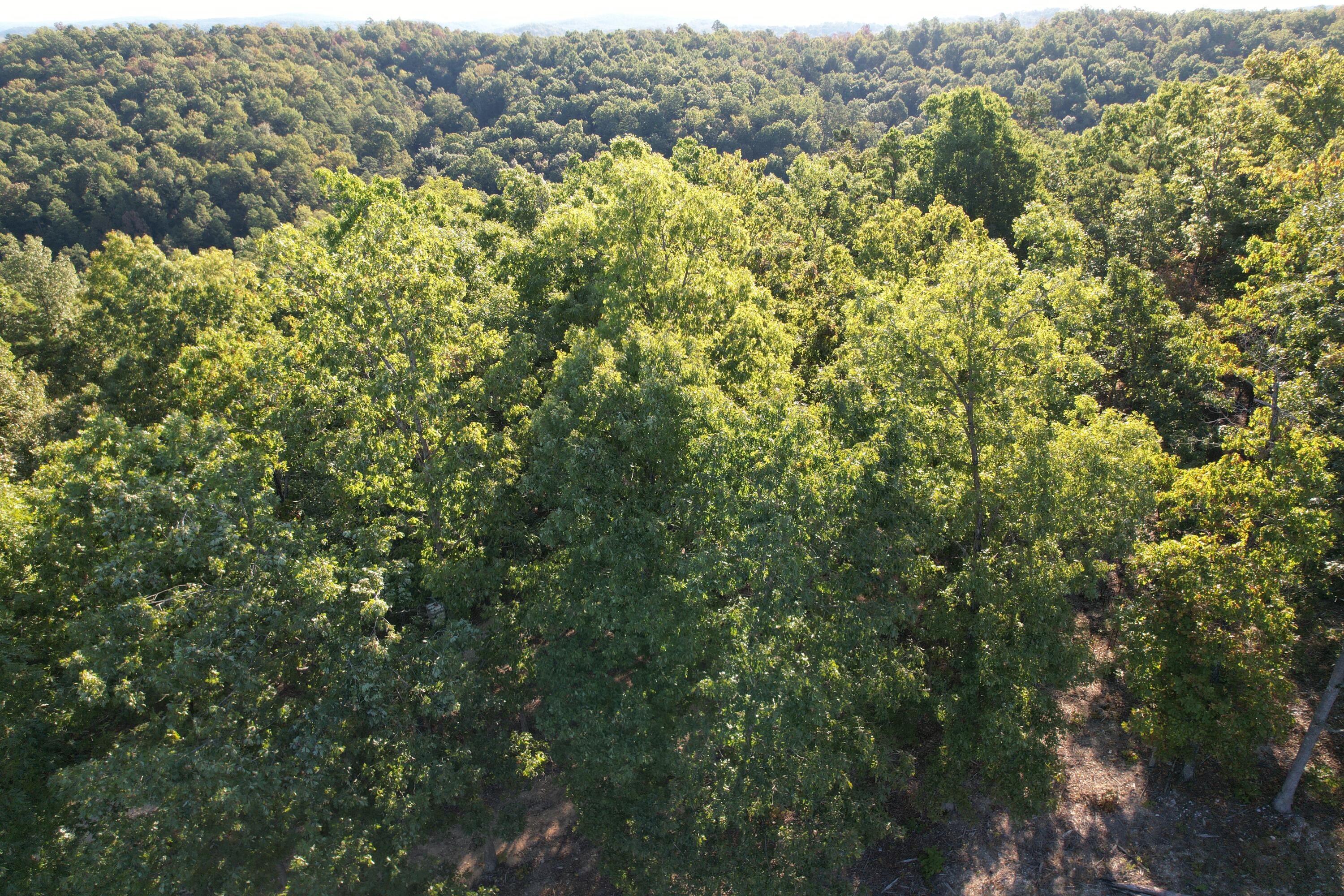 Photo 12 - Land for sale – 18698  Center Road   Eminence, MO