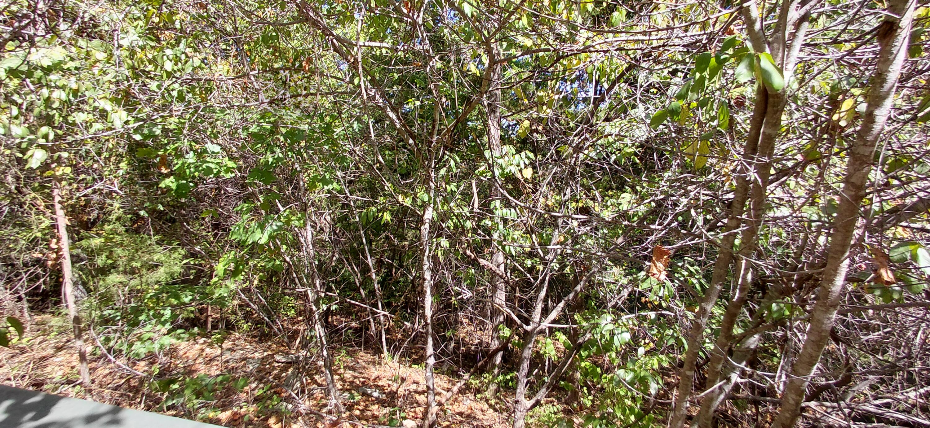 Photo 13 - Land for sale – Lot 244  Skylee   Hollister, MO