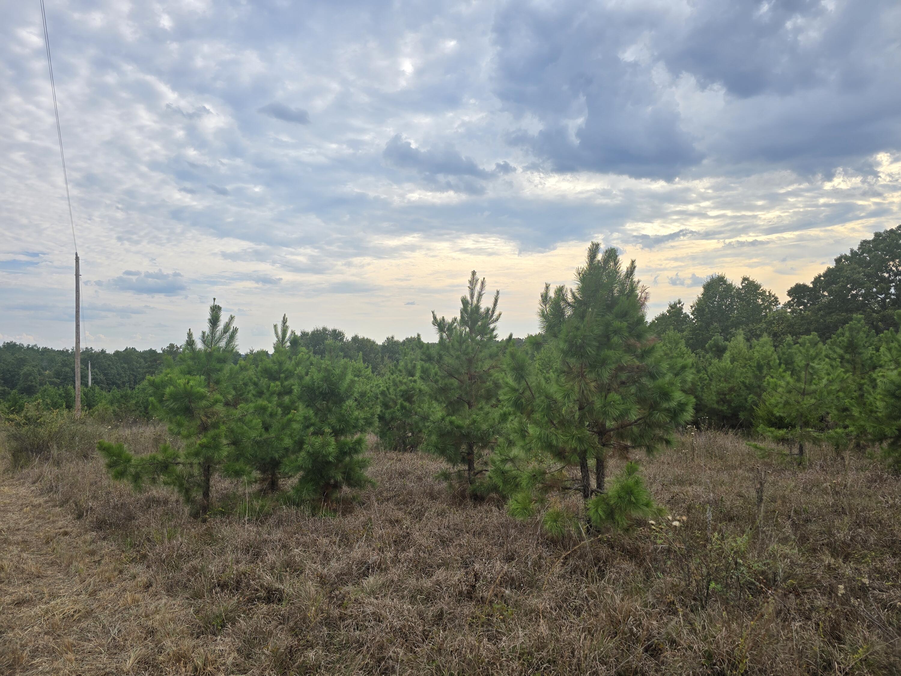 Photo 12 - Land for sale – 000  Golden Trail Drive  Raymondville, MO