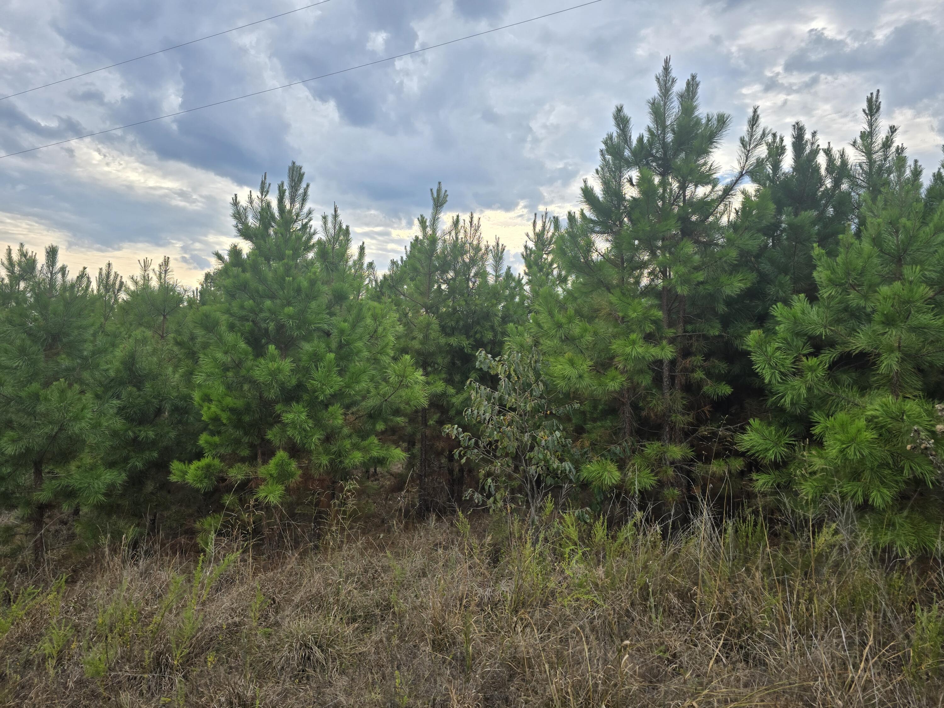 Photo 3 - Land for sale – 000  Golden Trail Drive  Raymondville, MO