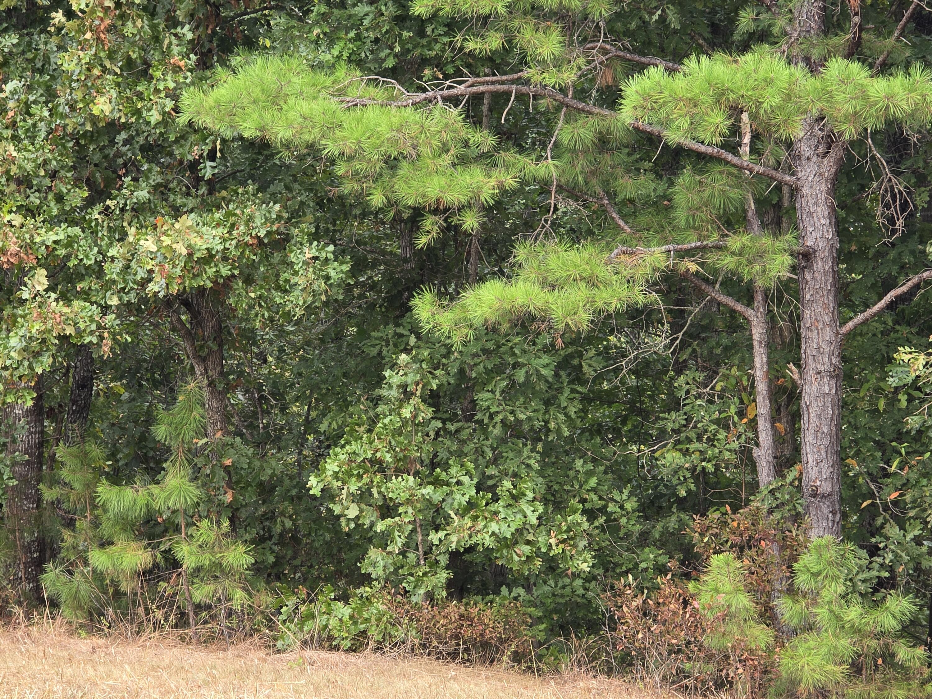 Photo 9 - Land for sale – 000  Golden Trail Drive  Raymondville, MO