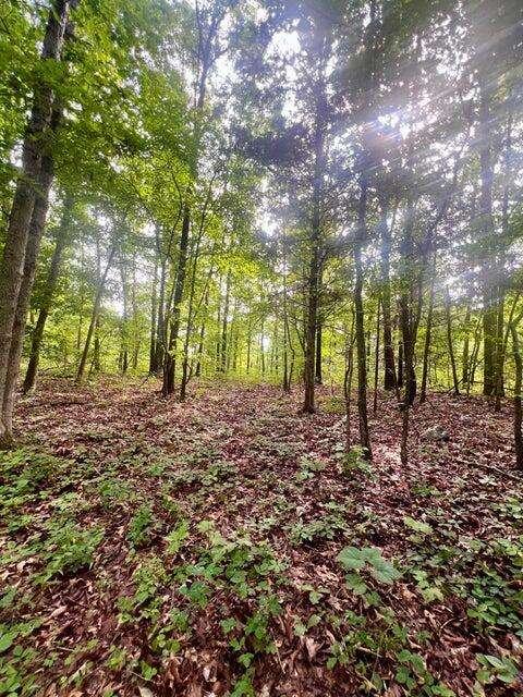 Photo 9 - Land for sale – 000  Highway Z Houston   Houston, MO