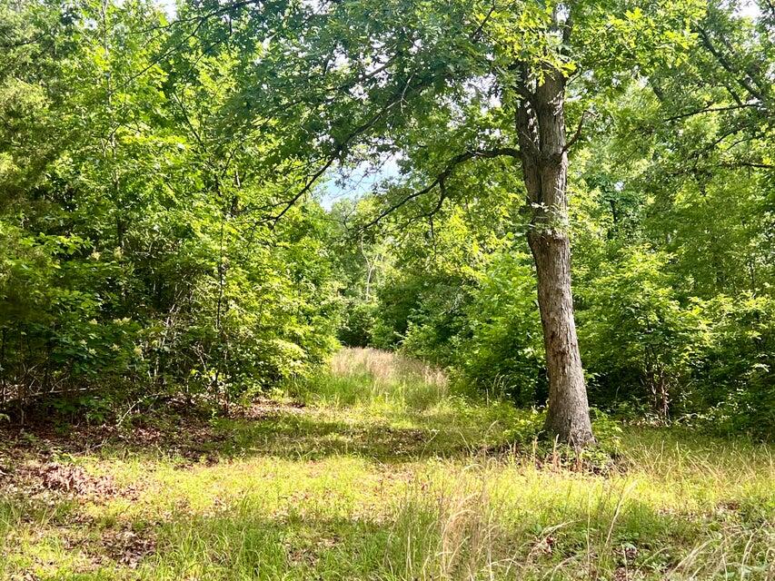 Photo 8 - Land for sale – 000  Highway Z Houston   Houston, MO