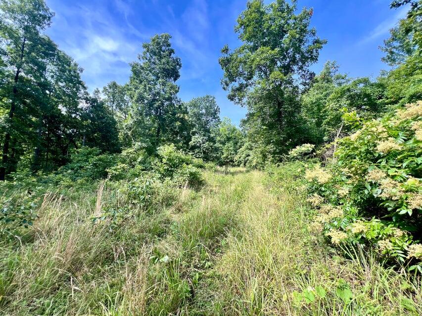 Photo 13 - Land for sale – 000  Highway Z Houston   Houston, MO
