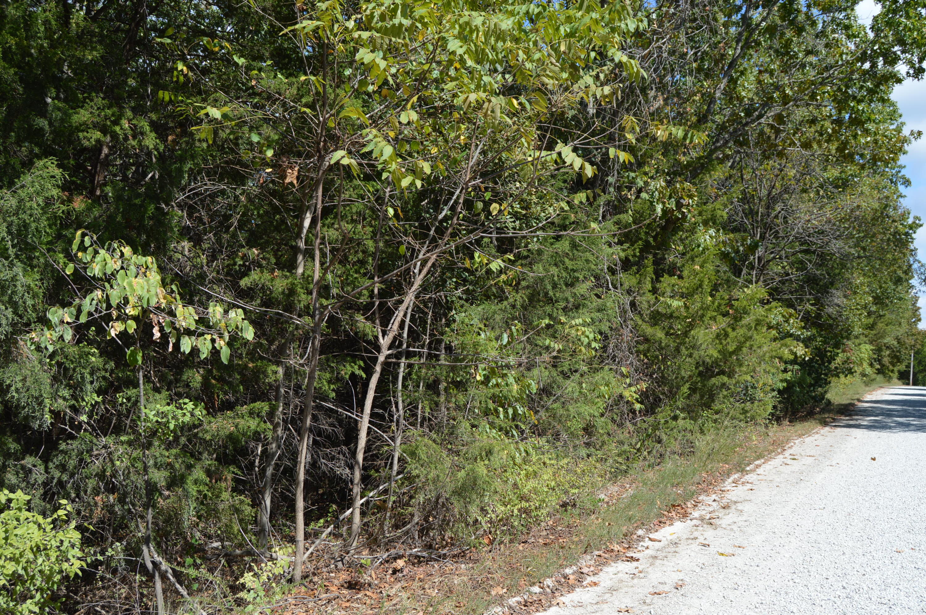 Photo 3 - Land for sale – 000  Waldon Ridge   Lampe, MO