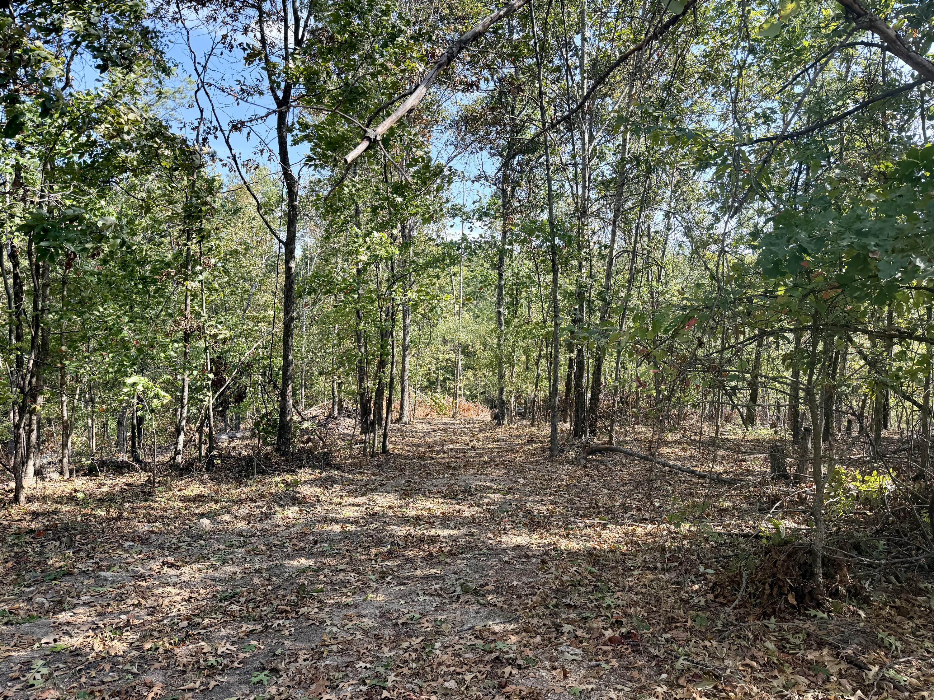 Photo 6 - Land for sale – 000  County Road 306   Van Buren, MO