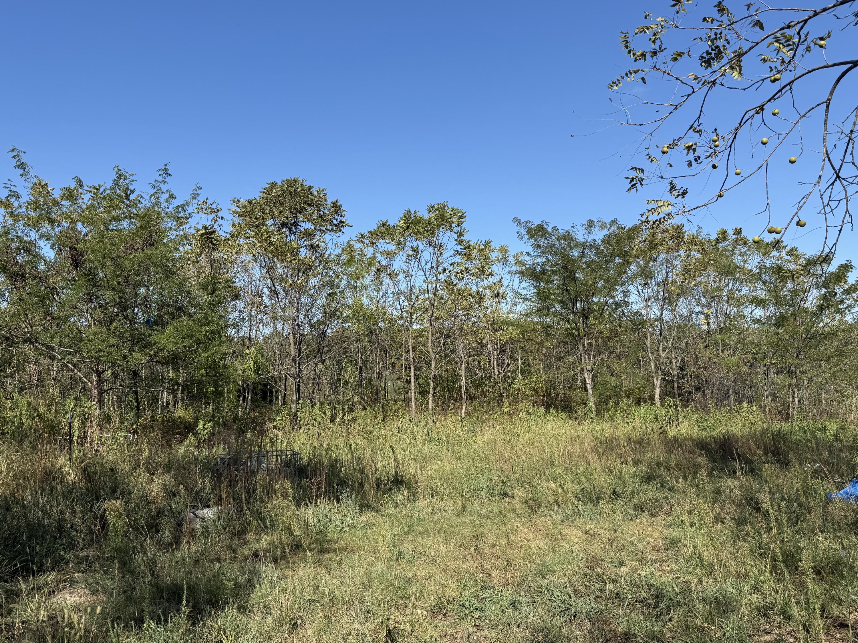 Photo 5 - Land for sale – 000  Peace Chapel Road  Plato, MO